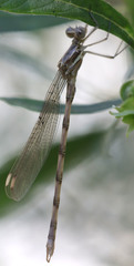 Archilestes californicus