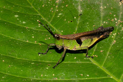 Xiphiola cyanoptera