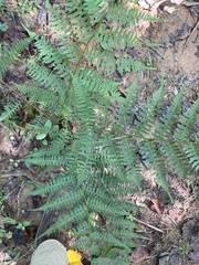 Athyrium asplenioides