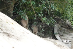 Sus scrofa moupinensis