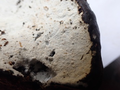 Sistotrema sernanderi