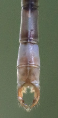 Archilestes californicus
