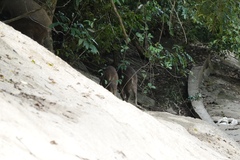 Sus scrofa moupinensis