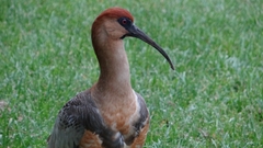 Theristicus melanopis