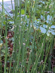 Equisetum hyemale