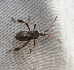 Leptoglossus oppositus