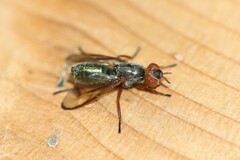 Senopterina caerulescens