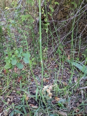 Equisetum hyemale