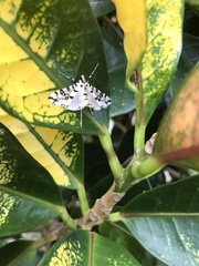 Conchylodes diphteralis