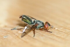 Senopterina caerulescens