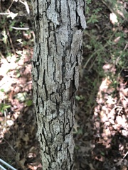 Quercus sinuata