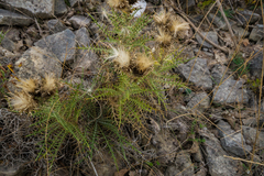 Ptilostemon echinocephalus
