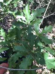 Quercus sinuata