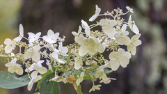 Hydrangea paniculata