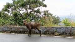 Nilgiritragus hylocrius