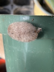 Lophocampa caryae