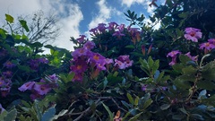 Amphilophium buccinatorium