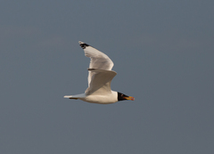 Ichthyaetus ichthyaetus