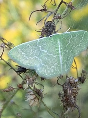 Synchlora aerata
