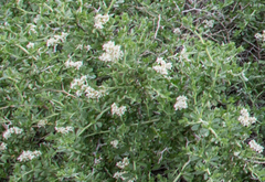 Nitraria sibirica