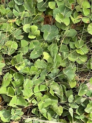 Marsilea