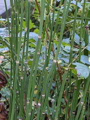 Equisetum hyemale