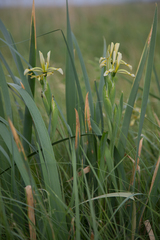 Iris halophila