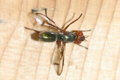 Senopterina caerulescens