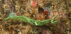 Tambja