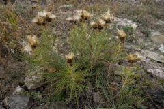 Ptilostemon echinocephalus