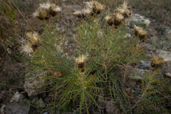 Ptilostemon echinocephalus