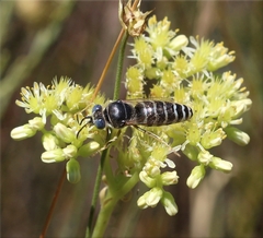 Bembix zonata