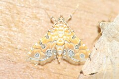 Ommatospila narcaeusalis
