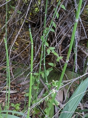 Equisetum hyemale