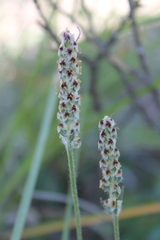 Plantago