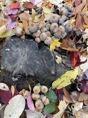 Coprinopsis atramentaria