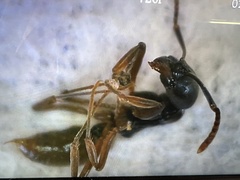 Brachyponera chinensis