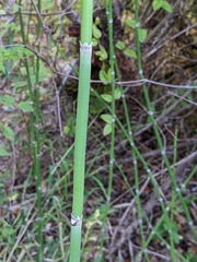 Equisetum hyemale