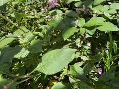Impatiens balfourii