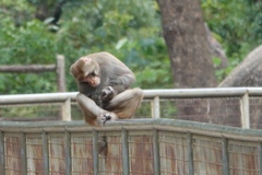 Macaca mulatta