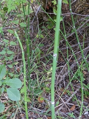 Equisetum hyemale