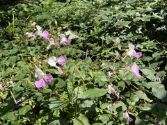 Impatiens balfourii