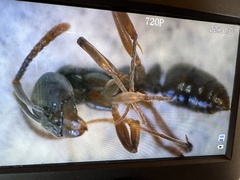 Brachyponera chinensis