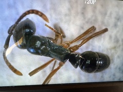 Brachyponera chinensis