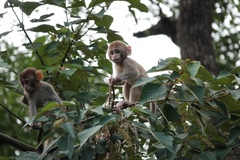 Macaca mulatta