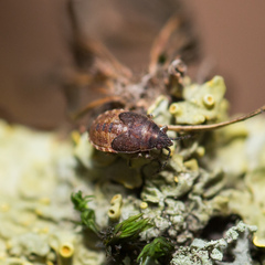 Kleidocerys resedae