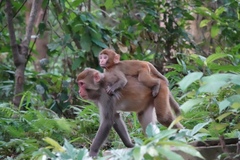 Macaca mulatta