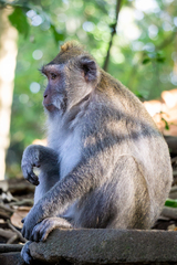 Macaca fascicularis