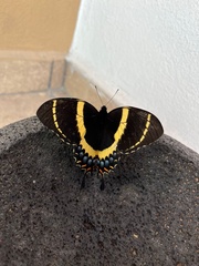 Papilio garamas