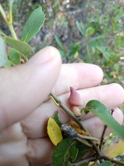 Heteroecus sanctaeclarae